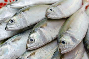 Fresh Sport-Bodied Mackerel for Cooking.