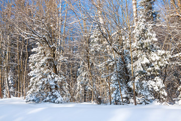  winter rural landscape with forest and trees covered with snow