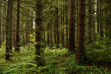 Fototapeta na wymiar Green forest nature.