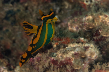 Nudibranch Tambja gabrielae. Picture was taken in Lembeh strait, Indonesia