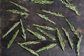 Rozmaryn. Gałązki zielonego, świeżego rozmarynu na ciemnym tle. © foodandcook