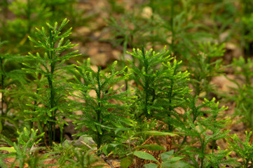 Small Trees in the Forest