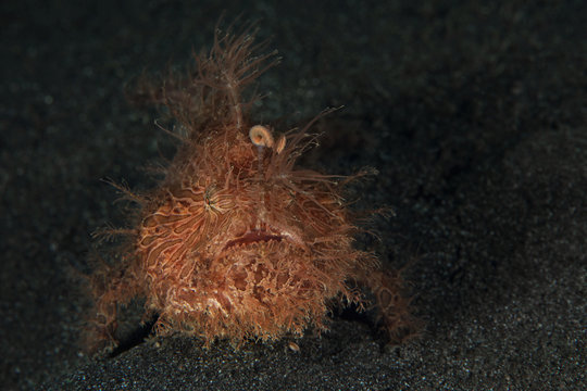Hairy Frogfish Images – Browse 416 Stock Photos, Vectors, and Video