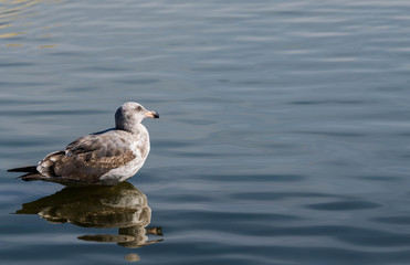 Resting Seagull