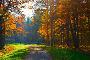 Naklejka premium autumn in the park