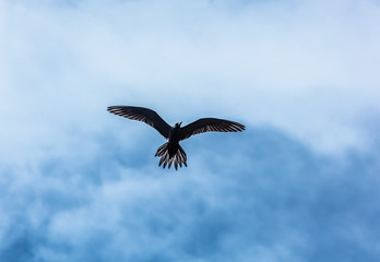 Naklejka premium oiseau 