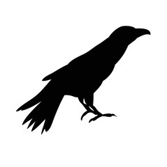 vector, isolated silhouette of a bird, ravens