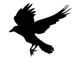 silhouette of flying bird
