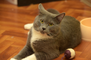 gray with white beautiful short-haired cat lying on the floor