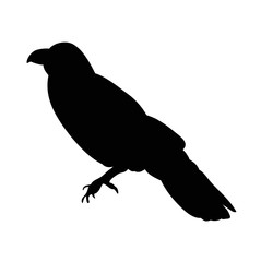  isolated silhouette of crows, bird