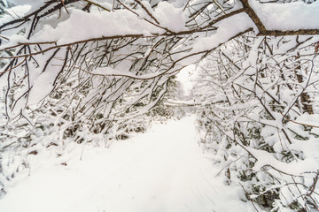 Winter forest design :)