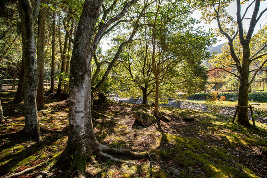 autumn in the forest