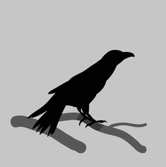 vector, isolated silhouette of crows, bird