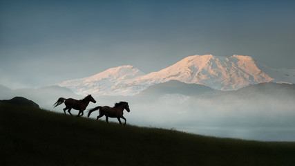 Two wild Kaimanawa horses running in the mountain ranges with Mount Ruapehu in the distance,...