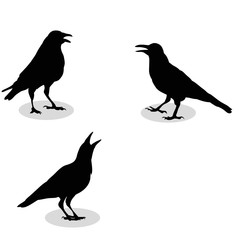 vector, silhouette of a raven,