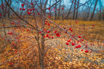 Modest fruits of late autumn
