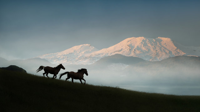 Two wild Kaimanawa horses running in the mountain ranges with Mount Ruapehu in the distance, Central Plateau, New Zealand