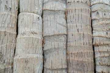 close up old coconut trunk texture in vertical pattern