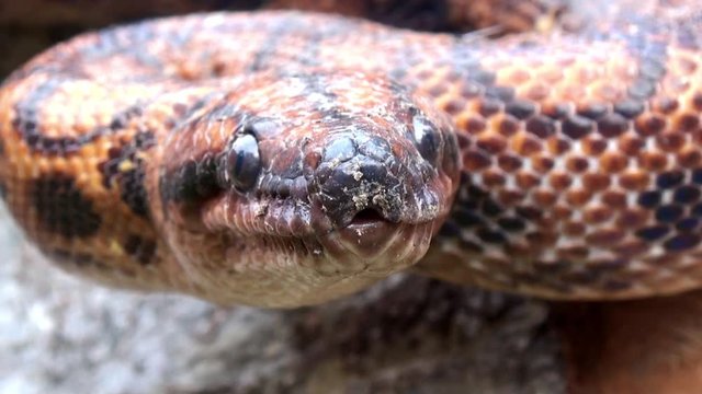 Poison Snake 4k video red head close up, exteme outdoor 