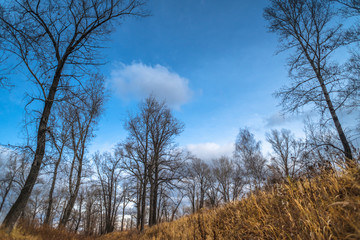 Bright colors of autumn nature, the charm of low-key beauty
