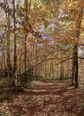 Autumn in forest the National Park.