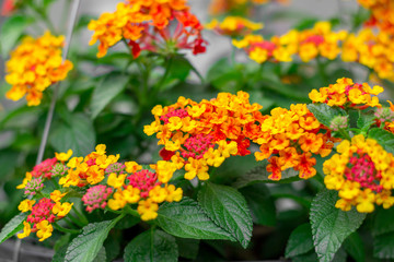 The closed up of lantana camara flowers bouquet with the green bush in the garden with the nice natural light , se;ective focus. 