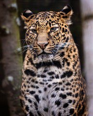 Leopard. Portrait image of Leopard (Panthera pardus), sitting.