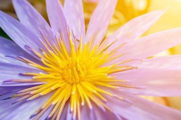 The close up of blossom violet lotus with the yellow pollen in the natural light in the garden.