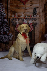 Hund wartet auf Weihnachten