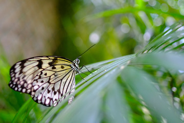 White butterfly relaxed on green foliage nature outdoors. Tuscany Italy Europe