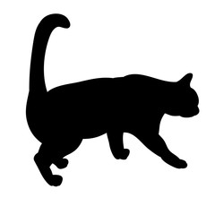 isolated, black silhouette of a cat is coming