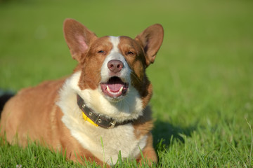red and white welsh corgi cardigan