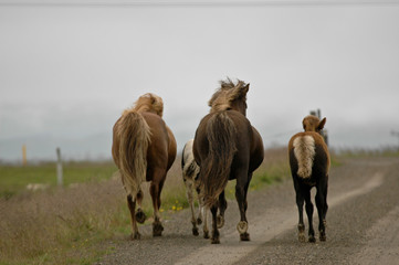 Iceland horses with nobody around staying relaxed in the countryside