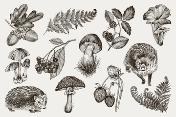 Collection of highly detailed hand drawn fern, mushrooms, strawberries, blackberry oak leaves, acorn and hedgehog isolated on white background. Vector design - 231650297