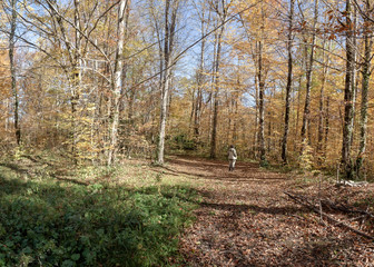 Autumn in forest the National Park.
