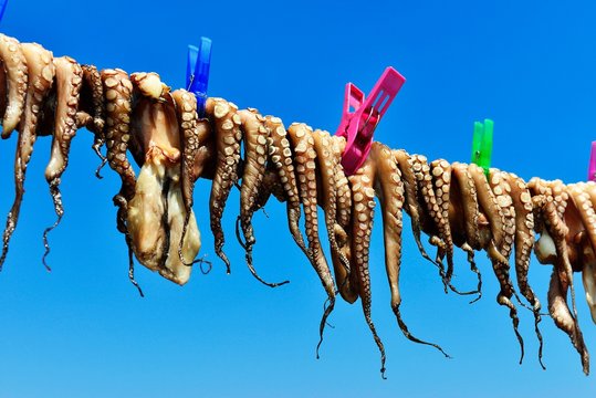 Octopus drying on line
