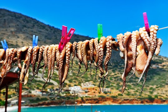 Octopus drying on line