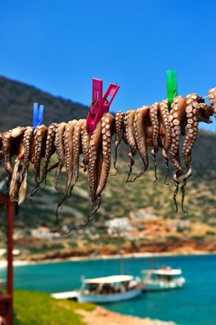 Hanged octopus dries on leash, Elounda, Crete, Greece, Europe
