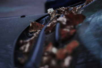 leaves on the windshield of the car 
