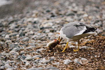 Ocean white bird catching and start eating a fish on a stone beach