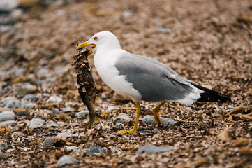 Ocean white bird catching and start eating a fish on a stone beach