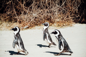Group of black and white penguins having fun at the ocean Boulders beach. South africa