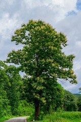 The big tall teak tree with fresh leaf and yellow flowers on the top at the road side and others...