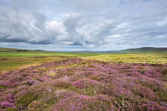 Flowering Heather (Calluna vulgaris), Orkney Islands, Scotland, United Kingdom, Europe