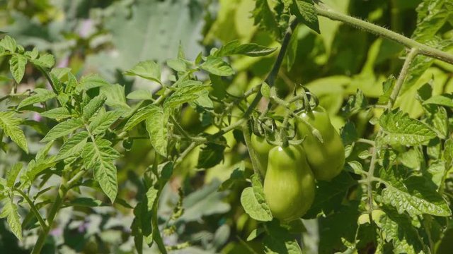 Close-up of roma tomatoes in a garden