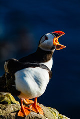 Iceland puffins relaxing on a cliff during the summer season