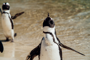 Group of black and white penguins having fun at the ocean Boulders beach. South africa