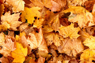Naklejka na ściany i meble Fall leaves background.