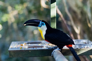 South Africa bird eating food at sunset in a private park