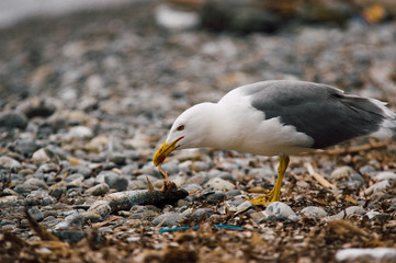 Ocean white bird catching and start eating a fish on a stone beach